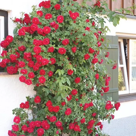 Marie-theres Apartamento Oberstdorf